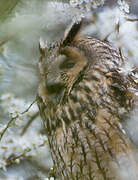 Long-eared Owl