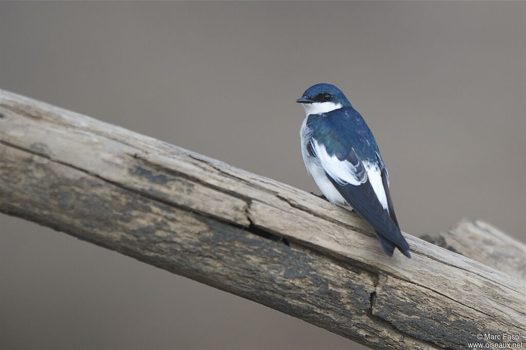 White-winged Swallowadult breeding, identification