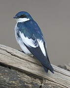 White-winged Swallow