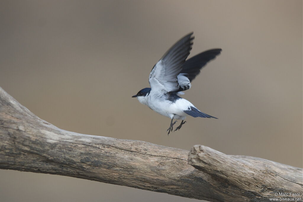 White-winged Swallowadult, Flight