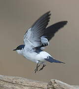 Hirondelle à ailes blanches