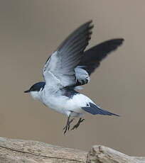 Hirondelle à ailes blanches