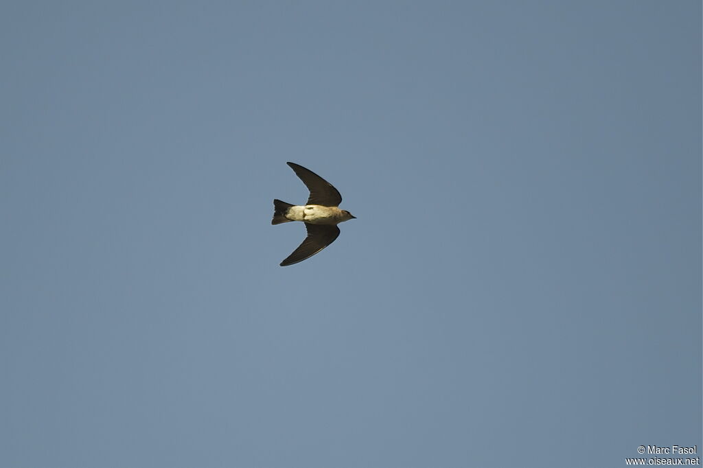 Hirondelle à ailes hérisséesadulte nuptial, Vol