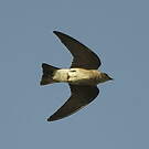 Hirondelle à ailes hérissées
