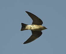 Northern Rough-winged Swallow