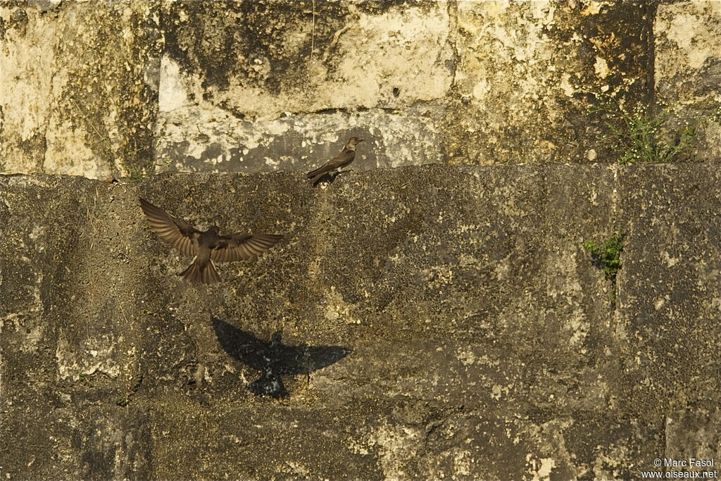 Hirondelle à ailes hérisséesadulte, Vol