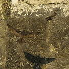Hirondelle à ailes hérissées