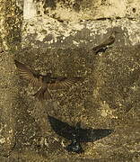 Northern Rough-winged Swallow