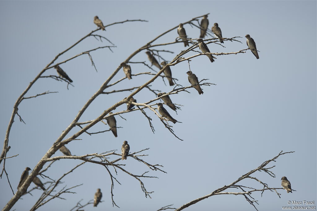 Hirondelle à ailes hérissées