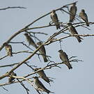 Hirondelle à ailes hérissées