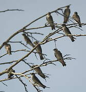 Northern Rough-winged Swallow