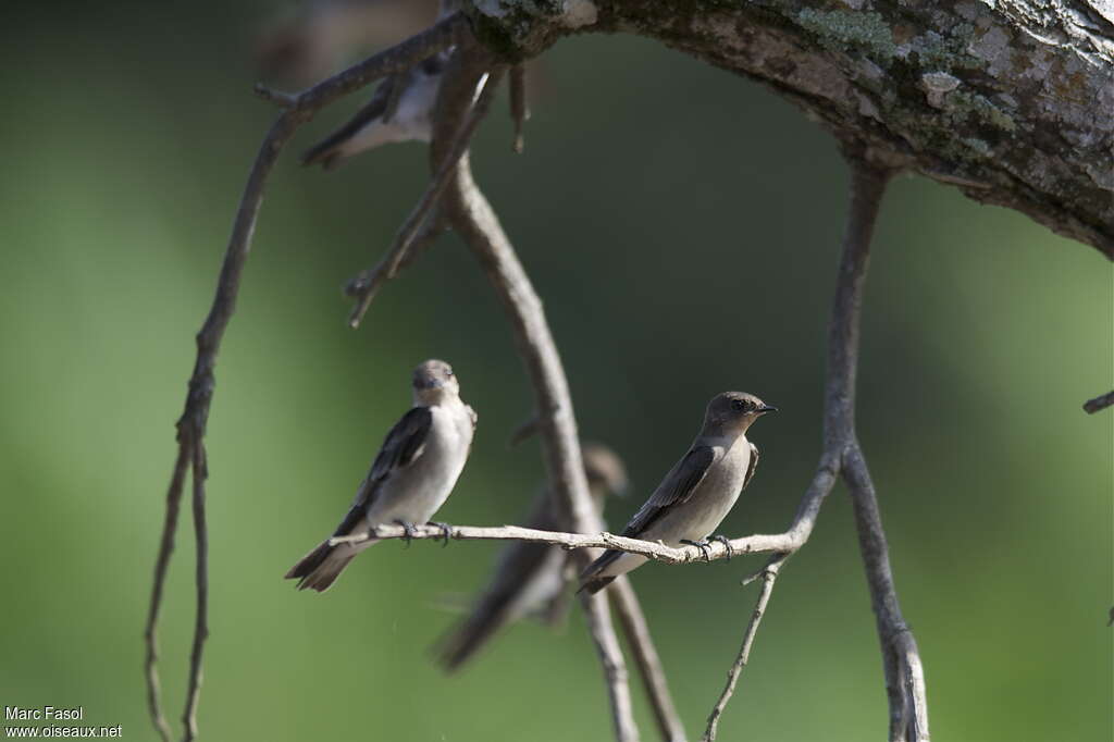 Hirondelle à ailes hérisséesadulte, identification