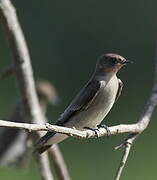 Northern Rough-winged Swallow