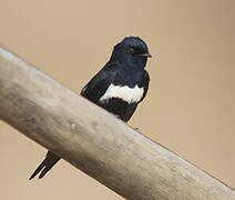 White-banded Swallow