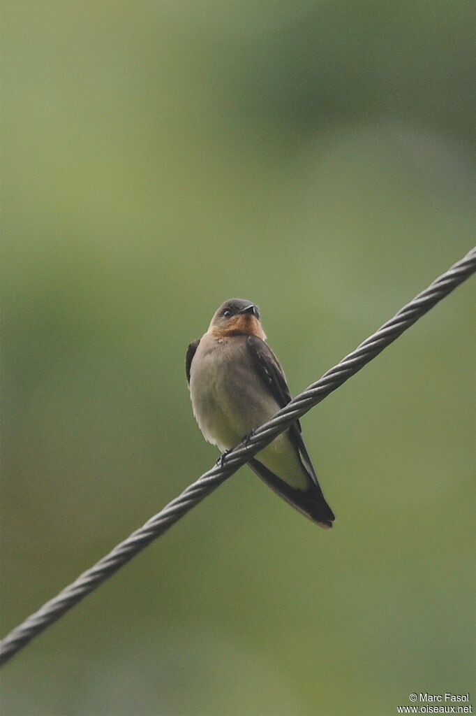 Hirondelle à gorge rousseadulte, identification