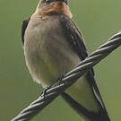 Hirondelle à gorge rousse