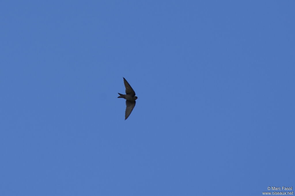 Brown-bellied Swallowadult, Flight