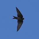 Hirondelle à ventre brun