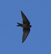 Brown-bellied Swallow