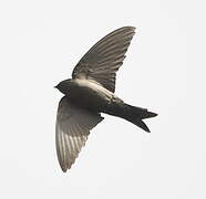 Brown-bellied Swallow