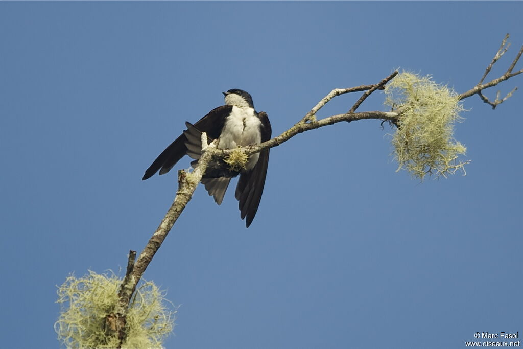 Blue-and-white Swallowadult, identification