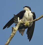 Blue-and-white Swallow