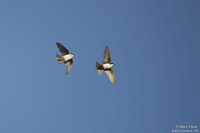 Blue-and-white Swallow adult, Flight