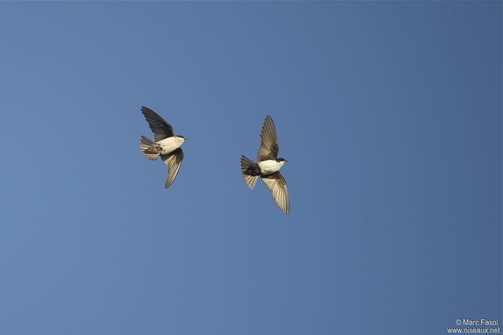 Blue-and-white Swallow adult, Flight