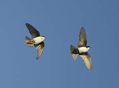 Blue-and-white Swallow