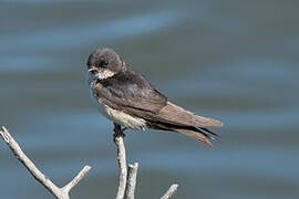 Blue-and-white Swallow