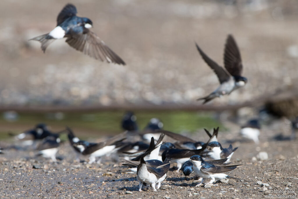 Common House Martin, Reproduction-nesting