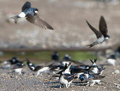 Common House Martin