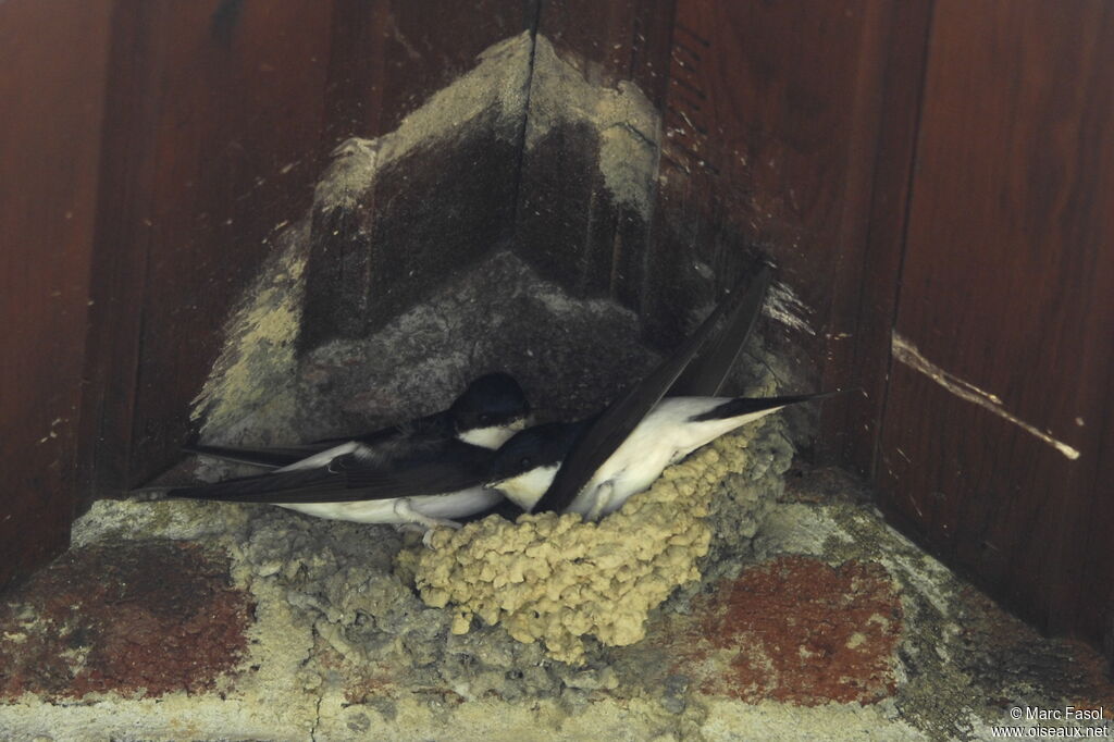 Western House Martinadult breeding, Reproduction-nesting, Behaviour