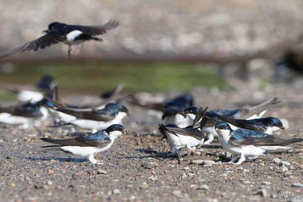 Common House Martin, Flight, Reproduction-nesting