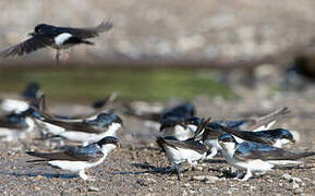 Common House Martin