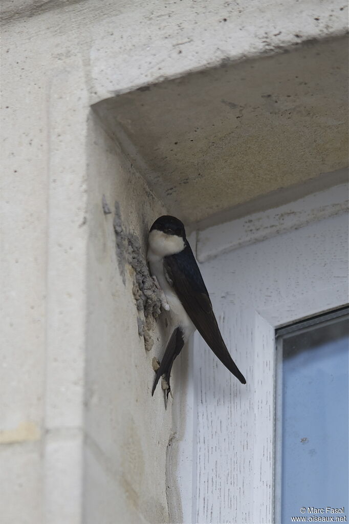 Hirondelle de fenêtreadulte nuptial, identification, Nidification