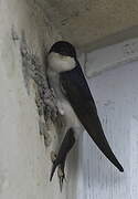 Western House Martin