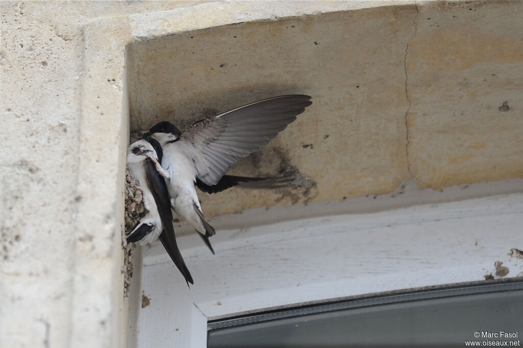 Western House Martin adult breeding, identification, Reproduction-nesting, Behaviour