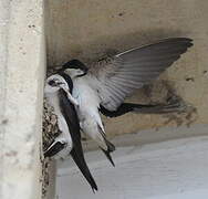 Western House Martin