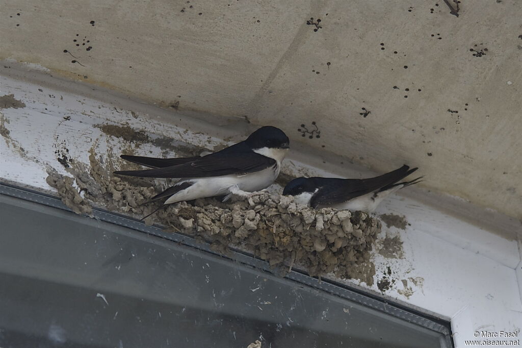 Western House Martin