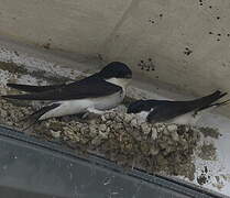 Common House Martin