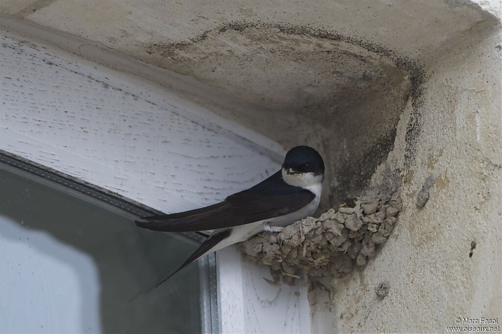 Hirondelle de fenêtreadulte nuptial, identification, Nidification