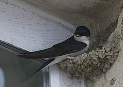 Common House Martin