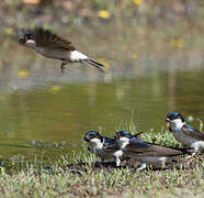 Western House Martin