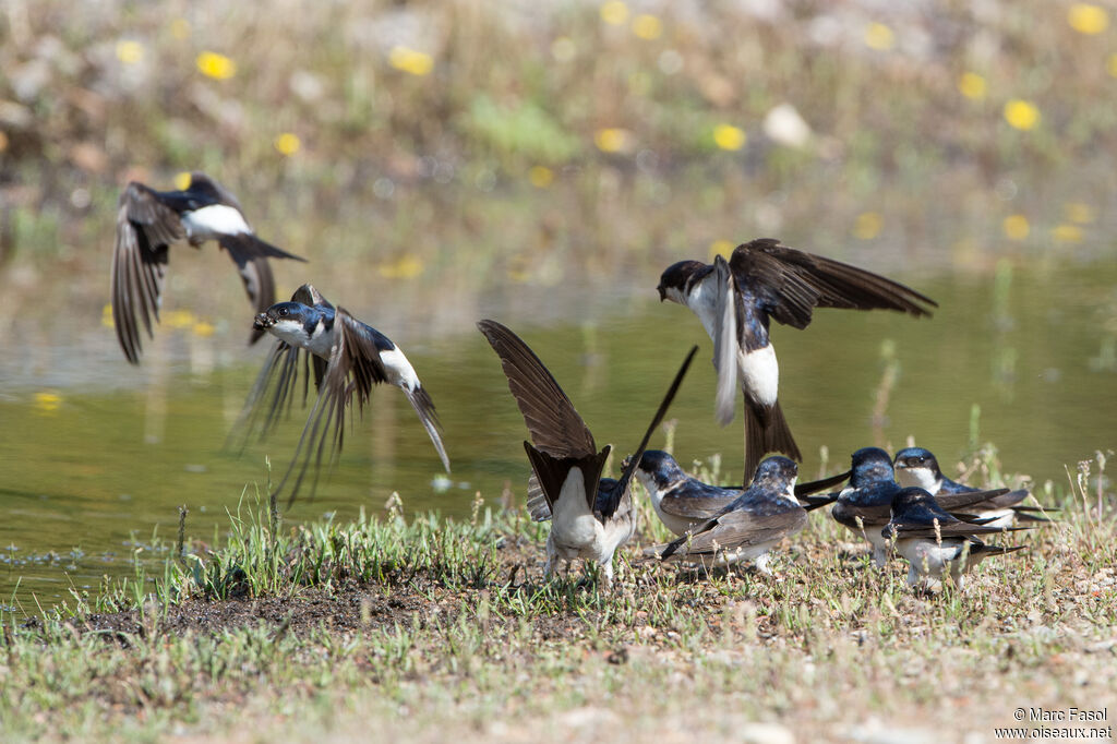 Common House Martinadult, Flight