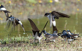 Common House Martin