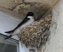 Western House Martin