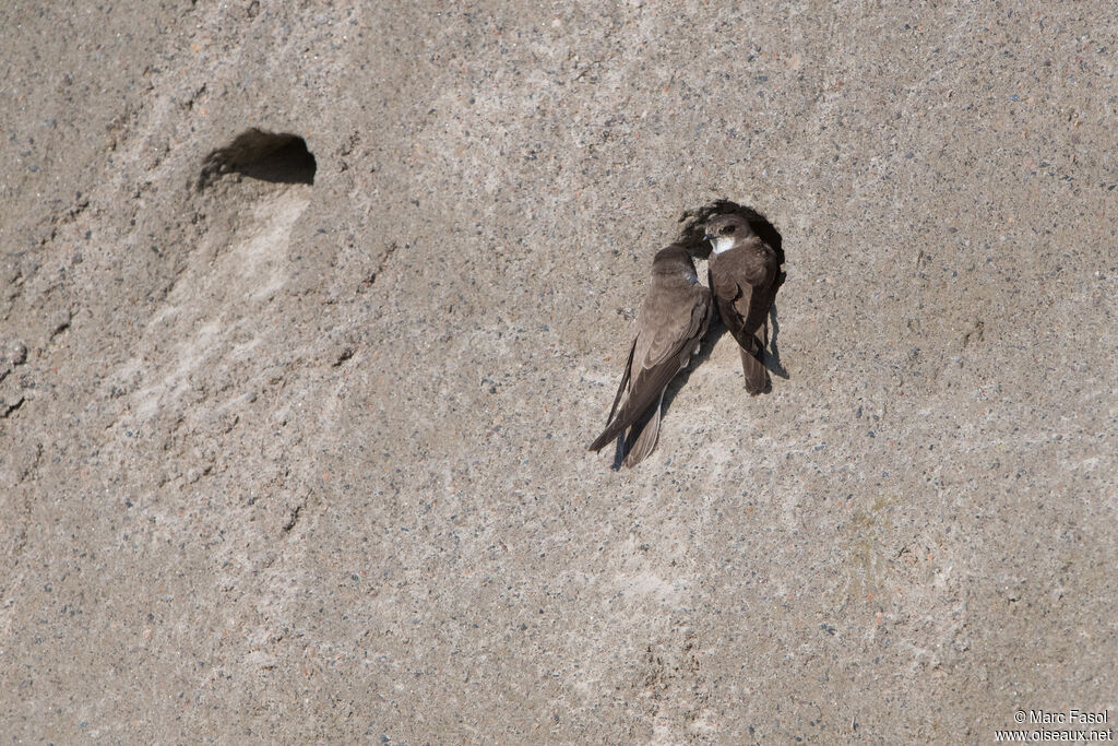 Sand Martinadult breeding, Reproduction-nesting