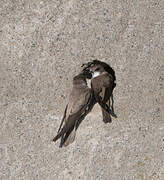 Sand Martin