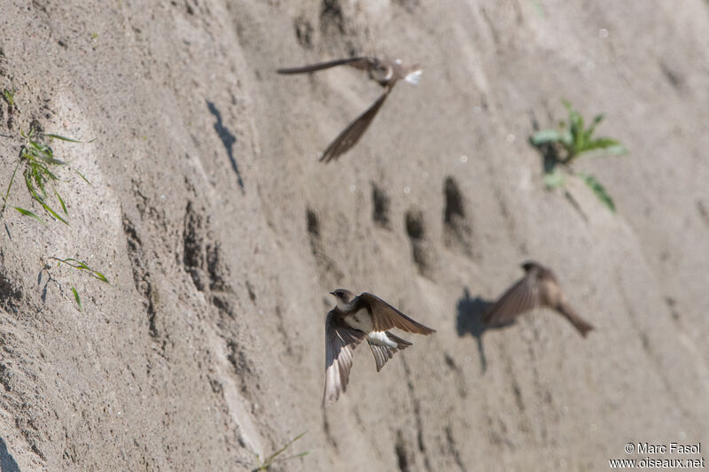 Sand Martin, Flight, Reproduction-nesting